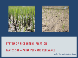 System of Rice Intensification Part 2