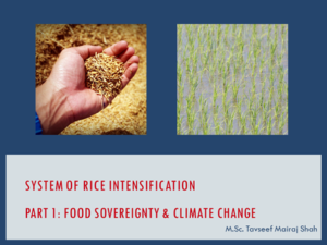 System of Rice Intensification Part 1