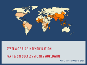 System of Rice Intensification Part 3