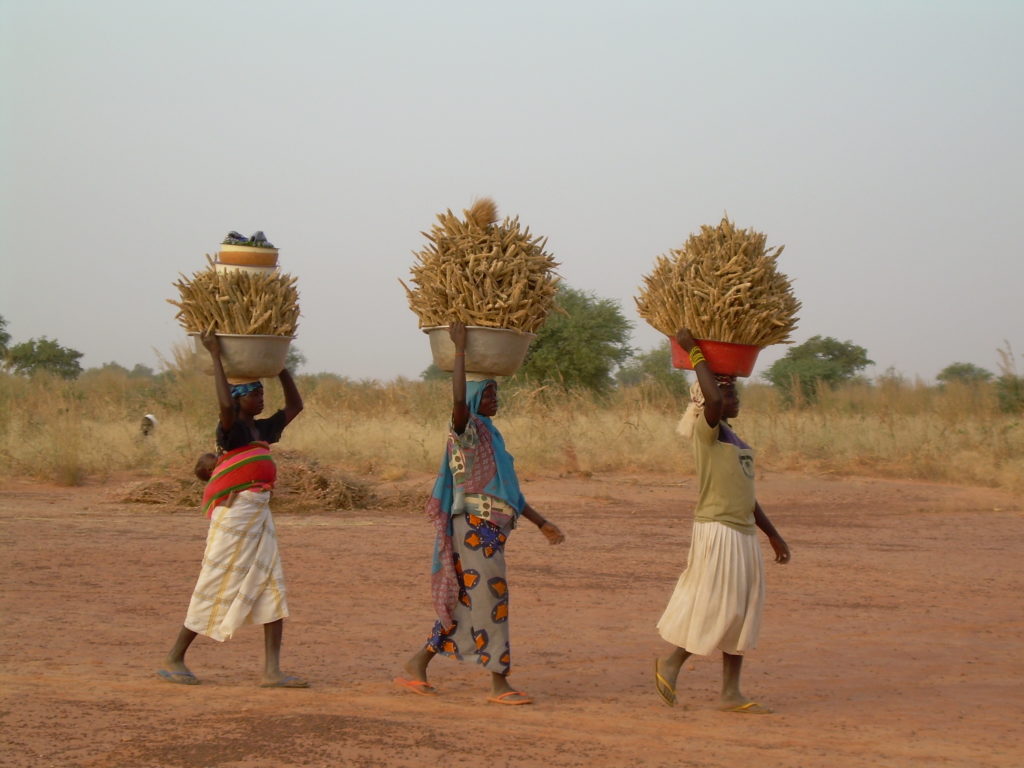 newTree: Local women carrying the harvest