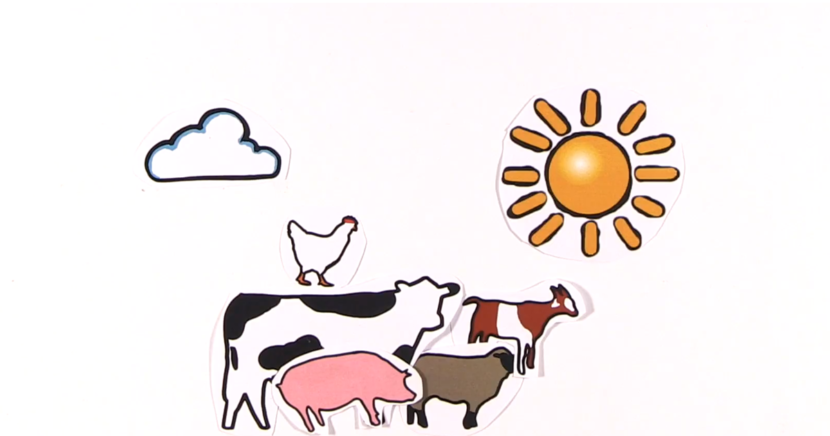 Livestock visual data 5